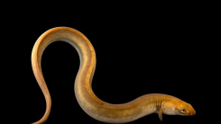 Why Was Aristotle, Freud, & Many Others Fascinated by European Eels?