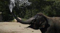 People And Animals Cool Off From Heat Wave