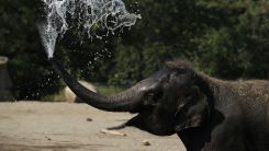 People And Animals Cool Off From Heat Wave