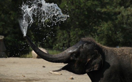 People And Animals Cool Off From Heat Wave