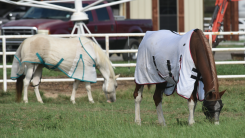 Mosquitoes Invade Farm Animals in Louisiana After Hurricane Laura