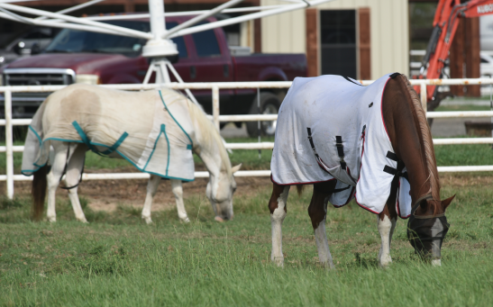 Mosquitoes Invade Farm Animals in Louisiana After Hurricane Laura