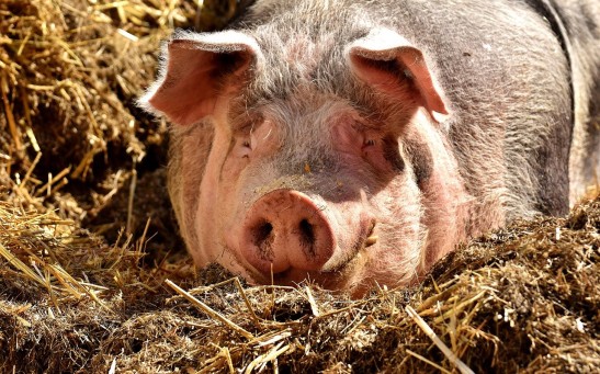 Scientists Created 'Surrogate Sires' To Improve Food Production