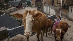 Brucellosis Outbreak in China Traced Back to Biopharmaceutical Plant