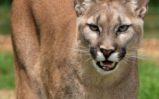 Residents from Pacifica, California Report a Mountain Lion Observing Two Children