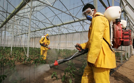 Common Insecticide Imidacloprid Harms Beneficial Insects