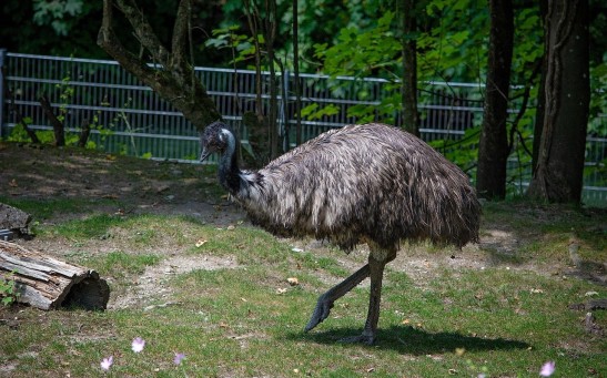 What's An Emu? The Bird Who Roamed the Streets of Boston