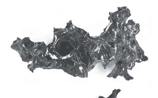 Mount Vesuvius Victim's Brain Cells Perfectly Preserved in Glass Remnants