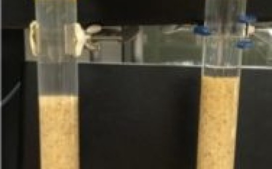 Bacteria-Containing Biofilter May be a Worldwide Solution to Filtering Freshwater