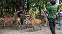 Deer-Friendly Packaging Invented After Nara's Sacred Deer Died From Ingesting Plasting Bags
