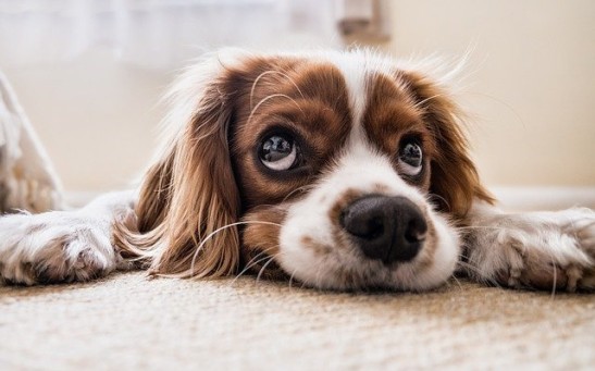 How to Deal with Pain and Inflammation in Your Dog