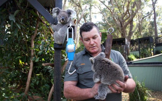 Science Times - NSW Works To Save The Koala As Bushfires, Habitat Loss And Disease Threaten Future Of Australia's Iconic Animal