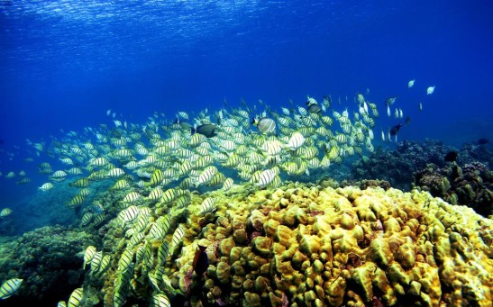 Coral Reefs In Danger