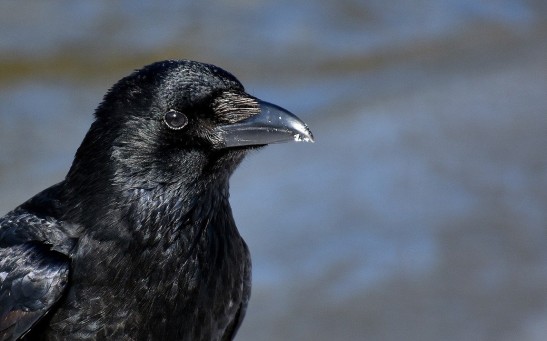 Four-Month-Old Ravens Rival Great Apes in Numerical Skills and Other Tasks