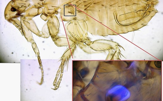 Scientists Replicate Elastic Protein Found In Fleas