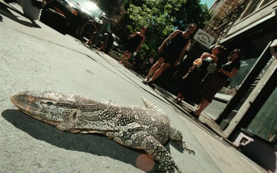 Reptile Man in New York