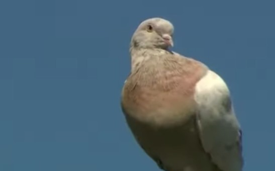Joe the Racing Pigeon's Leg Tag Is Fake Suggesting That He Might Be Spared From Death