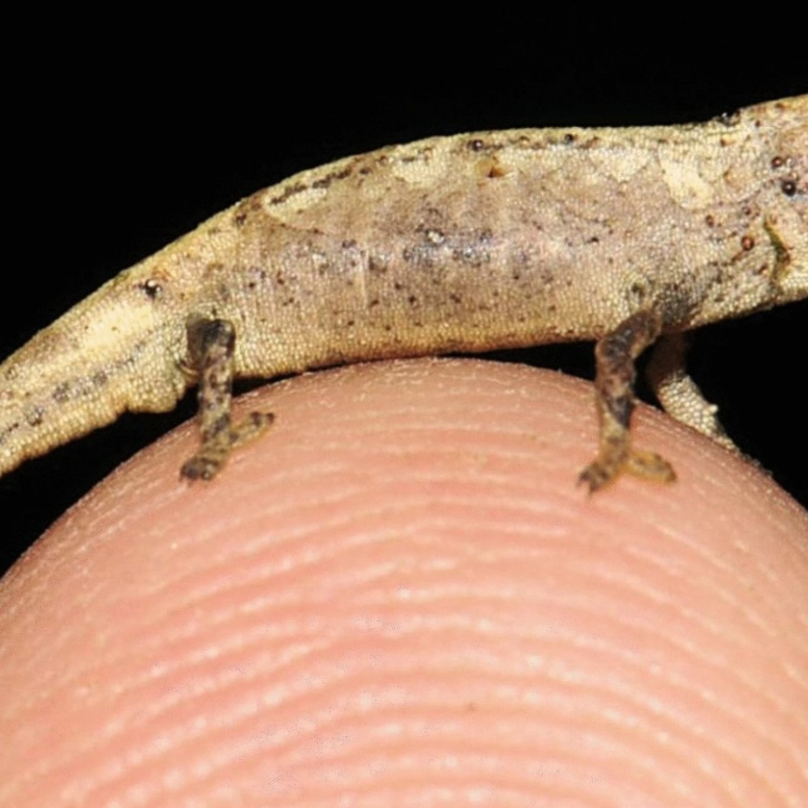 Worlds Smallest Lizard Tyrel Cameron Eskelson | The World's Smallest