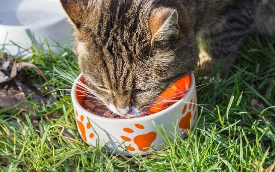 Science Times - Lab-Grown Meat for Pets? Experts Explain How