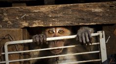 "Topeng Monyet" - The Masked Monkeys Of Indonesia