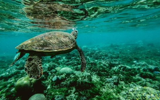 Turtle in a coral reef