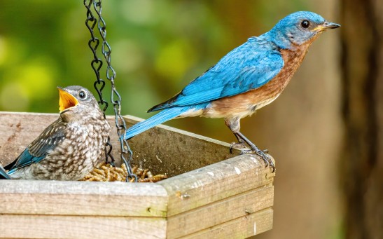 Science Times - Study Shows How Natural Gas Compressor Noise Impacts Songbirds’ Reproductive Success