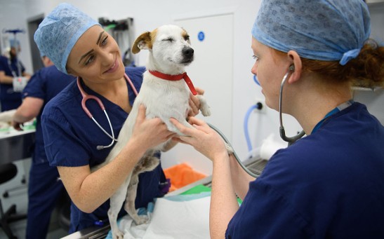 Science Times - Fatal Heart Ailment in Dogs: Health Authorities Continue to Investigate Its Link to Canine Diet