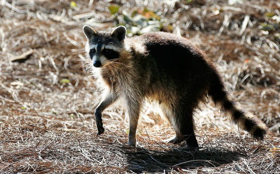 Science Times - Raccoons in Arlington Test Positive for Canine Distemper