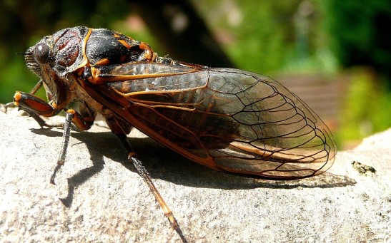 Brood X Cicadas Are Crawling Out of the Ground Sooner Than Expected