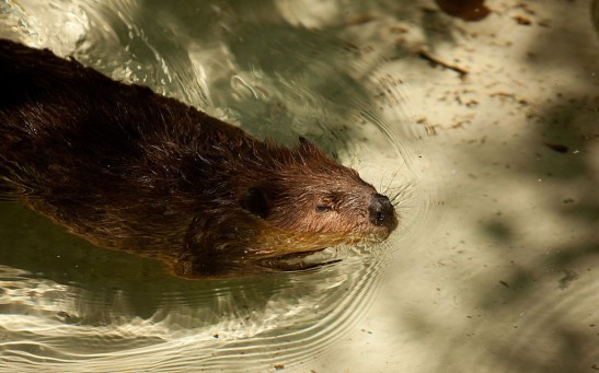Science Times - Washington's National Zoo Previews ‘American Trail’ Exhibit