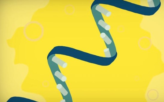 A Visual Representation of a Human Gene