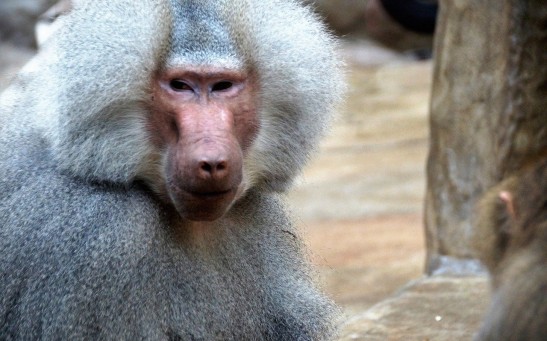 Male Baboons Fighting For Social Dominance Accelerates Their Aging Process