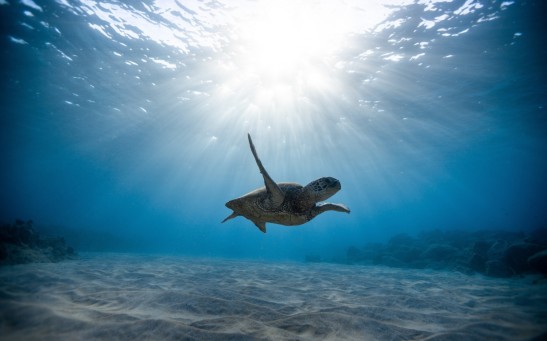 underwater-photography-of-turtle-2397653