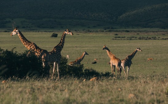 flock-of-wild-giraffes-pasturing-in-green-savanna-4577783/