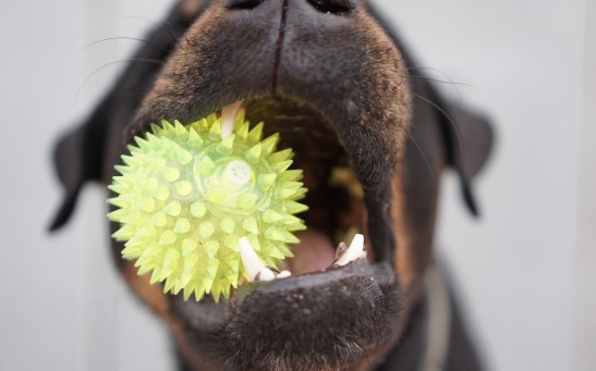 New Harmless Bacteria Strain Could Fight Dog's Bad Breath, Could Last For Up To Two Hours!
