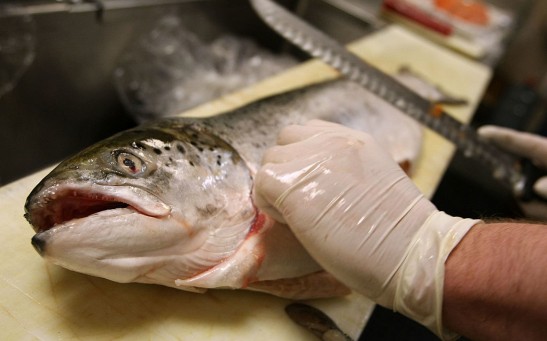 West Coast Salmon Fishing Season Canceled