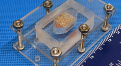 3-D Printed Liver