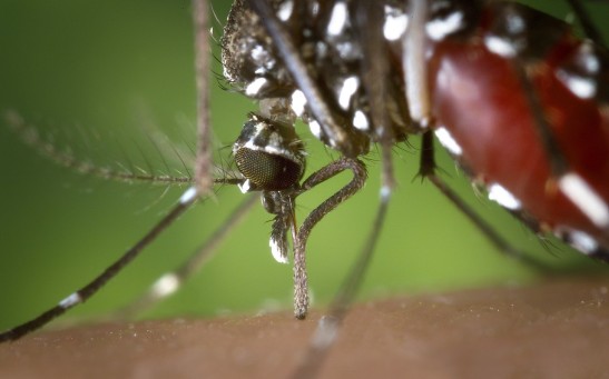 West Nile Virus Detected in Mosquito Samples in Massachusetts, Marking the First Time this 2021