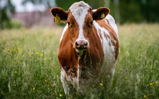First Cloned Cow in Russia Opens Hope to Producing Lactose-Free Milk
