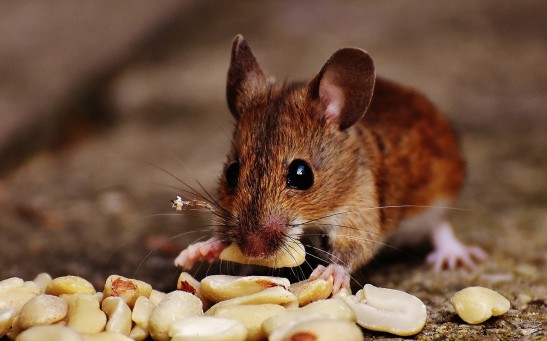 Dopamine Impulses Can Be Controlled in the Brain of Mice in Anticipation of Rewards