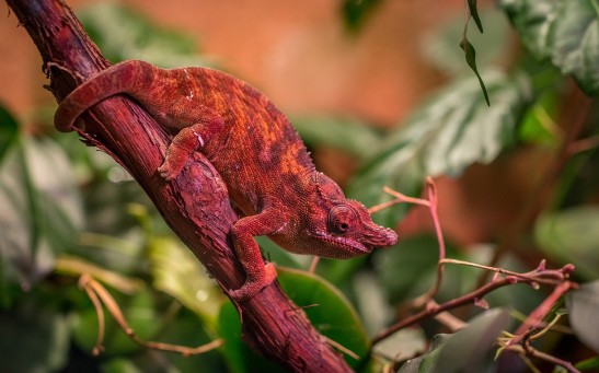 Chameleon-Inspired Robot From South Korea Changes Color in Real-Time to Match Its Background