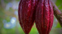 Comparisons of Multiple Strains of Cacao Trees Provide Insights on Genomic Structural Variants Responsible for Plant Diversity