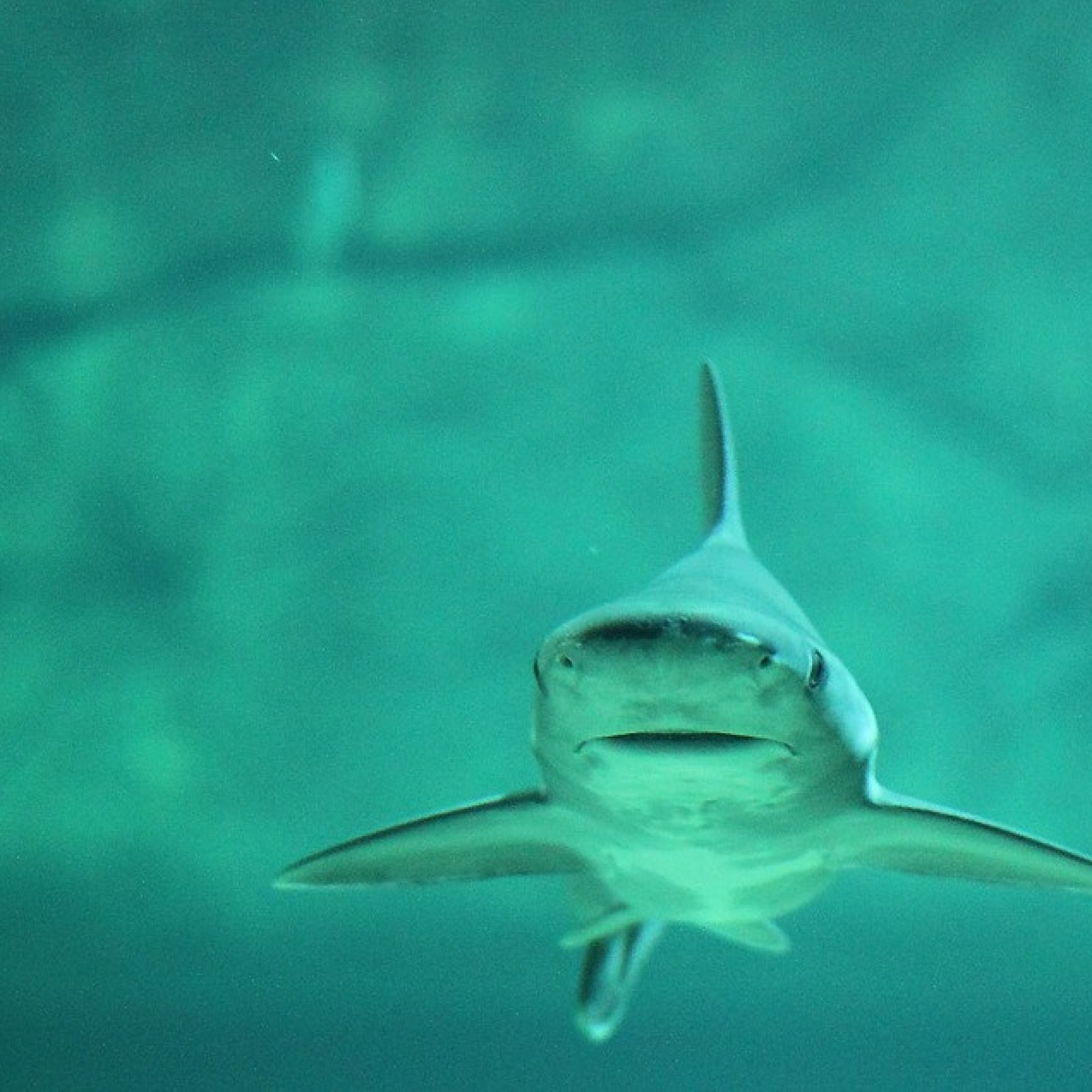 Reproduction In Sharks