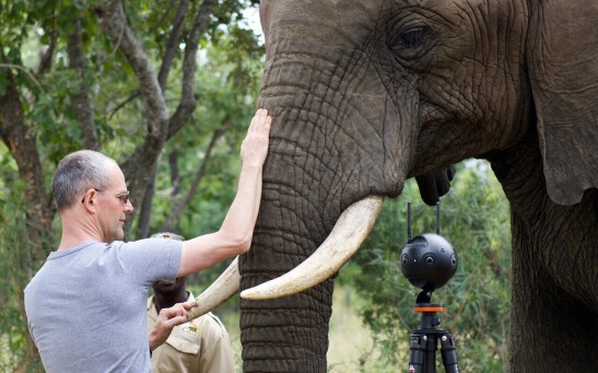 The combination of motion capture experiments and medical imaging reveals how an elephant controls the movements of its trunk. Here, Michel Milinkovitch and one of the elephants used in this study, Bela Bela, South Africa.
