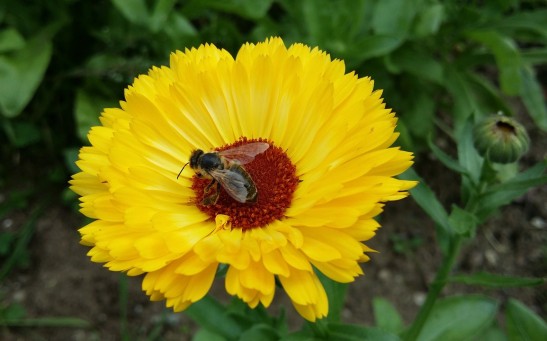 Fly Pollinators' Preference on Color Can Influence Color Signals of Flowers for Pollination, Study Finds