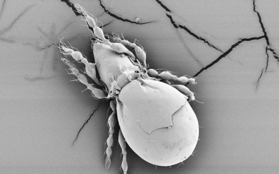 Haplotype divergence supports long-term asexuality in the oribatid mite Oppiella nova