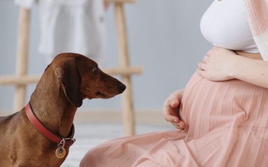 Pregnancy