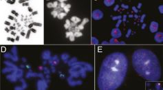 Microchromosomes are building blocks of bird, reptile, and mammal chromosomes