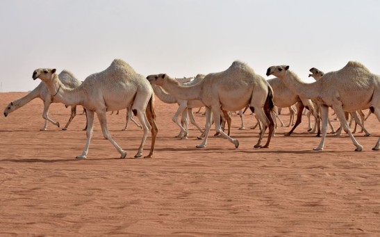 Science Times - 40 Contestants Disqualified from the 2021 Camel Beauty Contest; Breeders Found Using Botox, Other Cosmetic Procedures for Modification