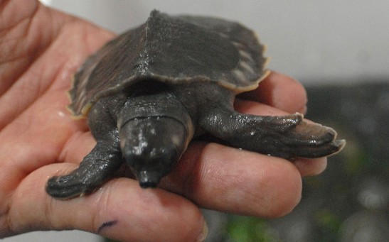 Science Times - 5-Million-Year-Old Fossil Discovered; Researchers Describe the Pig-Nosed Turtle as ‘Unique’ in Many Ways